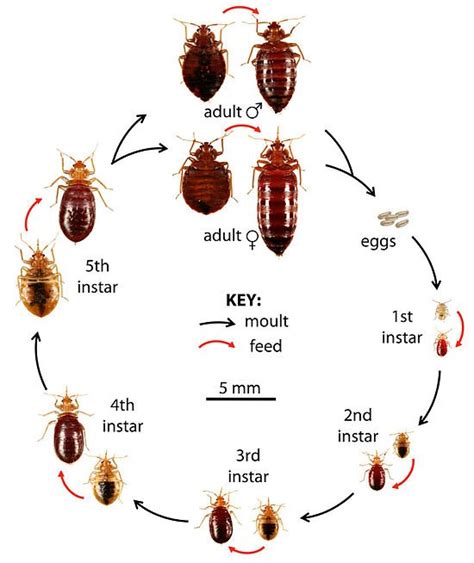 What Do Bed Bugs Look Like Pro Defense Pest Control