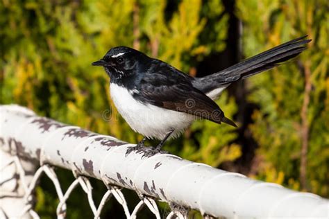Willie Wagtail Rhipidura Leucophrys Black And White Young