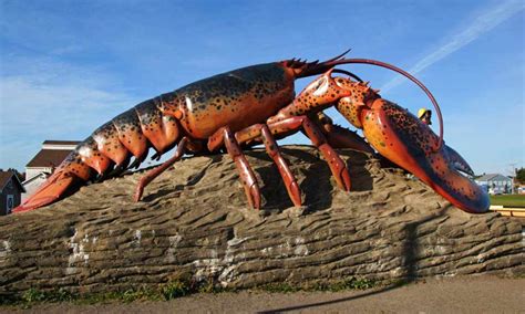 Shediac New Brunswick A Really Big Lobster
