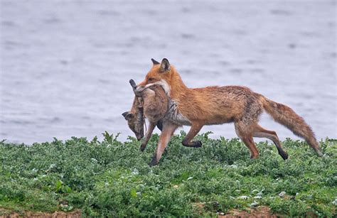 It's a red meat, quite fatty, and extremely fragrant. Why do foxes kill their own young and the young of other ...