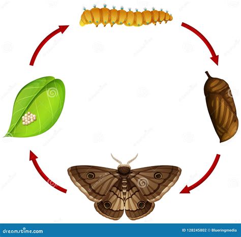Moth Life Cycle Concept Stock Vector Illustration Of Cycle 128245802