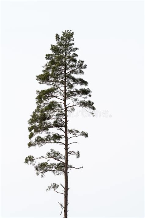 Single Pine Tree Stock Image Image Of Lonely Alone 40377555