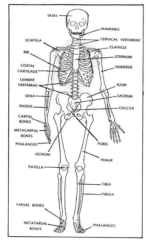 Free Printable Bones Of The Human Body Figure 1 1 The Human Skeleton