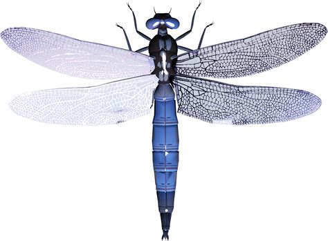 Dragonfly Png Transparent Image Download Size 1394x1029px