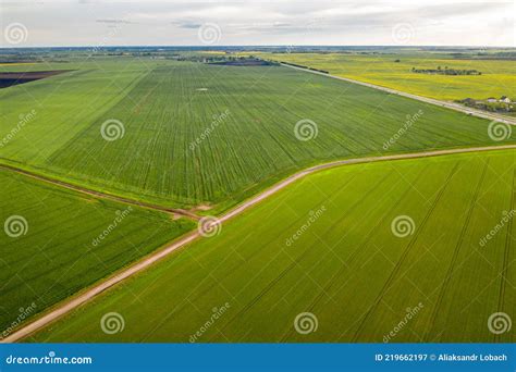 Top View Of The Sown Green In Belarusagriculture In Belarus Stock