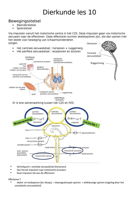Dierkunde Samenvatting Ppt 10 Dierkunde Les 10 Bewegingsstelsel