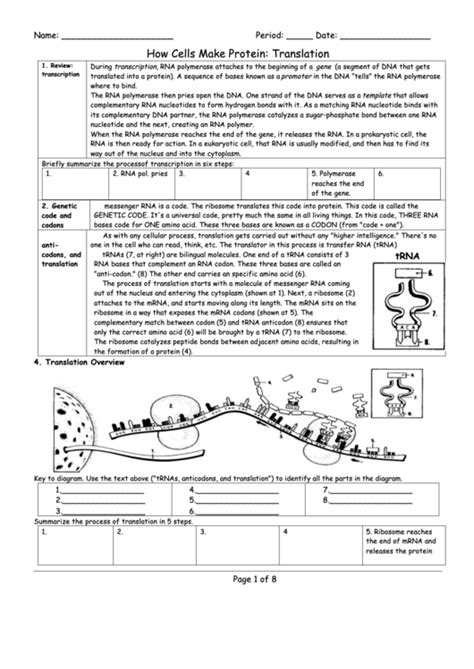 You can think of it this way. How Cells Make Protein: Translation - Biology Worksheet printable pdf download