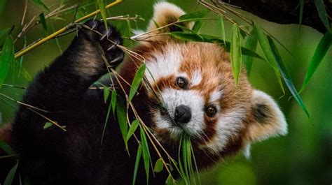 Panda Rojo El Pequeño Mamífero Del Himalaya En Peligro De Extinción