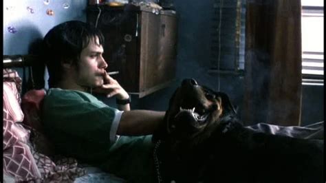 Amores Perros A Dog Eat Dog World On Vod And Blu Raydvd Stream