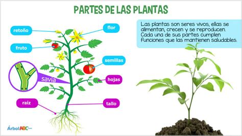 Las Plantas Árbol Abc