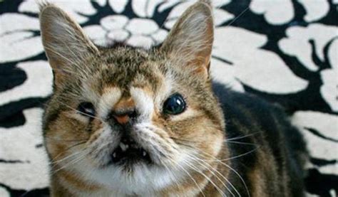 15 Ugliest Cats Of All Time That Will Make You Thankful For Yours