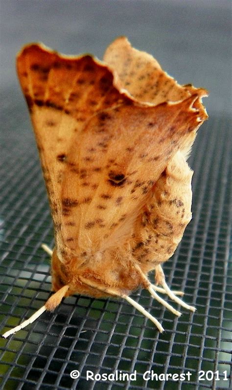 Maple Spanworm Ennomos Magnaria Guenée 1857 Butterflies And Moths Of