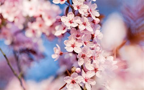 Beautiful Hd Wallpapers Amazing Spring Cherry Blossoms