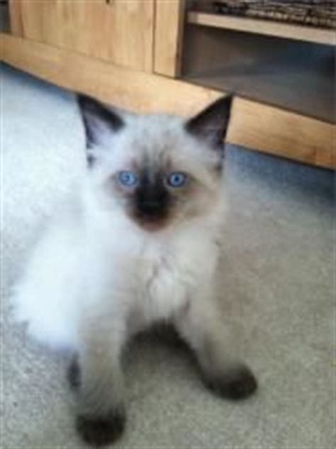 To purchase a maine coon kitten. Adopt Roger on | Siamese cat and Siamese