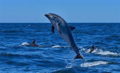 To Promote Eco Tourism The Dolphin Safari Started At 6 Places For The