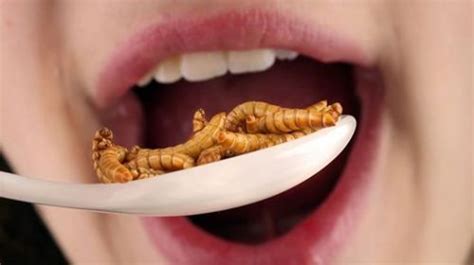 Could Bugs And Grubs Feed The Hungry World Of Tomorrow Future Trends
