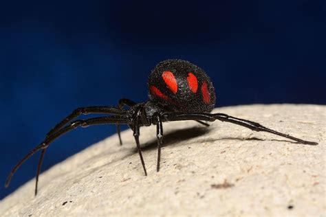 The Mediterranean Black Widow Latrodectus Tredecimguttatus Rossi