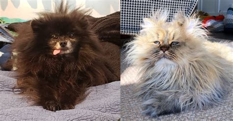 Sleepy Cats And Dogs Caught With Adorable Bedhead Pet Voice