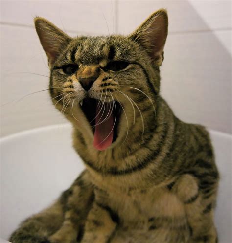 Free Images Swim Pet Kitten Whiskers Vertebrate Angry Dangerous