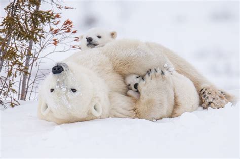 Snowy Snuggles Polar Bear Cute Polar Bear Baby Animals Adorable