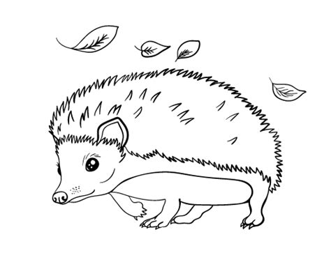Free Hedgehog Coloring Page Hedgehog Colors Summer Coloring Pages