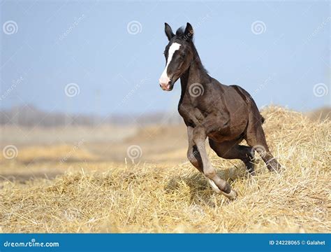 Foal Galloping Across The Field Stock Image Image Of Grass Galloping