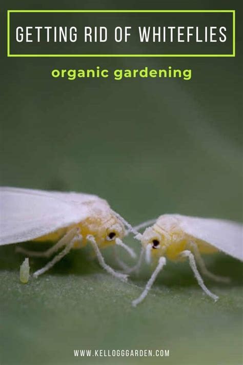 How To Get Rid Of Whiteflies Kellogg Garden Organics™