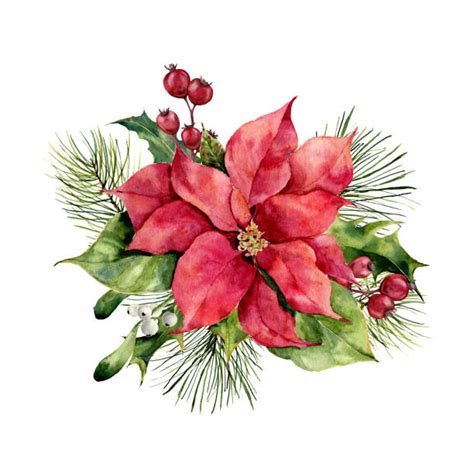 4300 Poinsettia Watercolor Stock Photos Pictures And Royalty Free