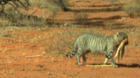 Researcher Catches Huge Feral Cats On Camera Roaming In Australian