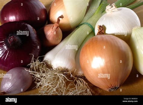 Onionsallium Cepawhite Onions Allium Cepascallionallium
