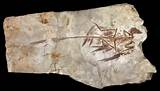 China Feathered Dinosaur Fossil Pictures