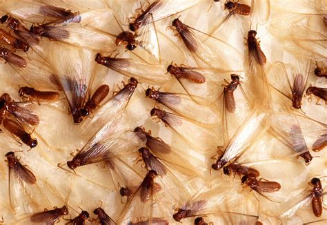 what do termites look like 2022