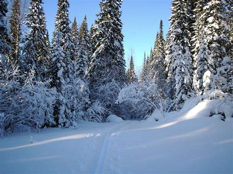 Winter Forest Kemijärvi Finland Winter Forest Forest Nature