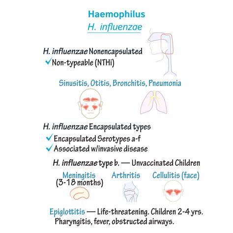 Immunologymicrobiology Glossary Haemophilus Draw It To Know It