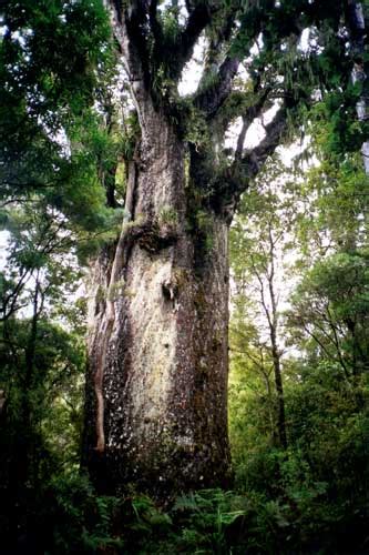 Tāne Mahuta Coniferbroadleaf Forests Te Ara Encyclopedia Of New