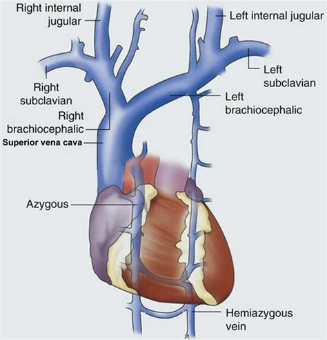 Inferior Vena Cava Anatomy Branches Function Human