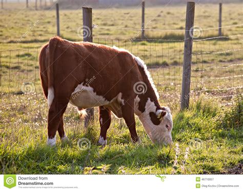Young Bull On Pasture Stock Image Image Of Animal Farm 46710057