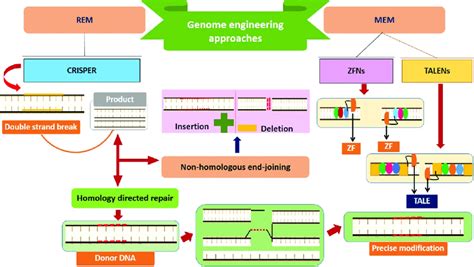 Overview Of Genome Engineering Strategies For Microbial Biofuel