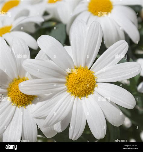 White Flowers Daisies White Marguerite Stock Photo Alamy