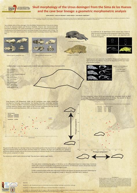 Pdf Skull Morphology Of The Ursus Deningeri From The Sima De Los