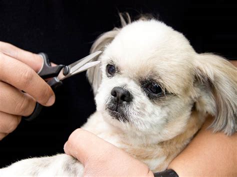 My Shih Tzu Has Eye Problems Syndromes And Infection Treatment