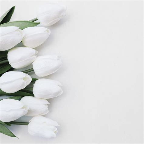 Beautiful Flowers On White Background With Space On The Right Photo