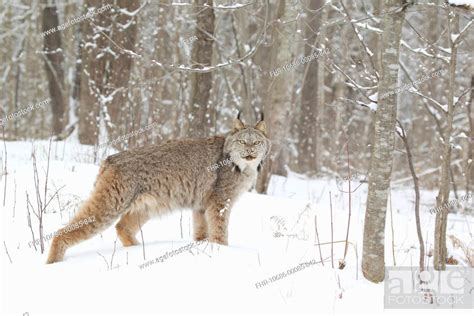 Canadian Lynx Lynx Canadensis Adult Standing On Snow In Forest
