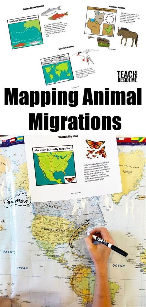 ️animal Migration Worksheets Free Download