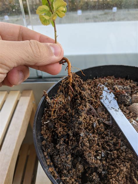 🌱🍑 Peach Seedling Gained Independence Rbonsai