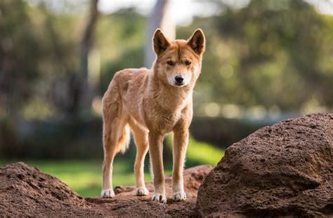Dingoes First Arrived In Australia On Boats 3000 Years Ago