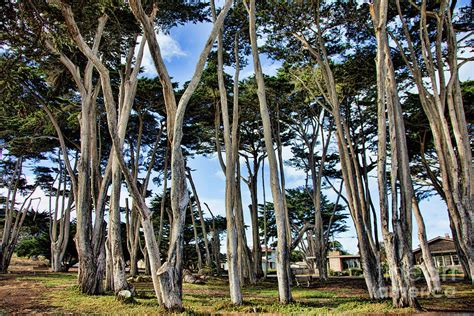Cypress Tree Ocean Ave Monterey Pacific Grove California Photograph By