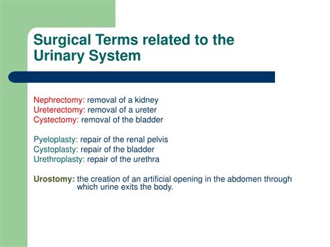 Ppt Urinary System Powerpoint Presentation Free Download Id9566481