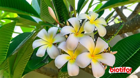 Manfaat Bunga Kamboja Menyingkap Kecantikan Dan Khasiatnya Biotifor