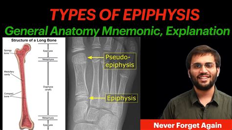 General Anatomy Types Of Epiphysis Mnemonic And Explanation Anatomy